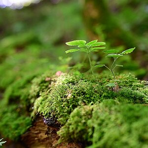 Z50mm_f1.2_Unschärfe 4.jpg