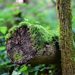 Z50mm_f1.2_Unschärfe.jpg