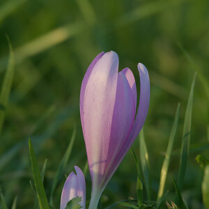 ColchicumAutumnale_D500_DSC1615_13x20.jpg