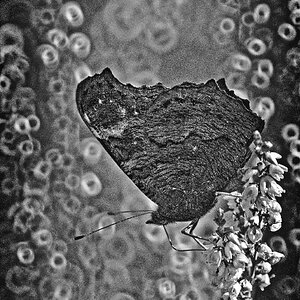Spiegeltele 1 BW_bearbeitet-1.jpg