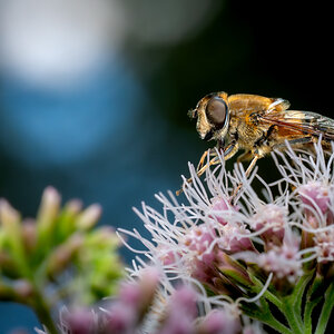20240826-NZ6_3497-Verbessert-RR.jpg
