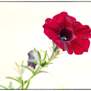 Ampelblüte_2 Rahmen-1.jpg