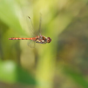 N9050694nikon.jpg