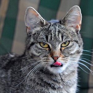 katze_4.jpg