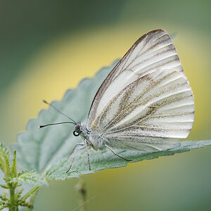 N9060863nikon.jpg
