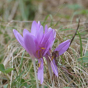 ColchicumAutumnale_D500_DSC1642_18x12x150.jpg