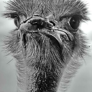 Vogel Strauß BW_2.jpg