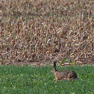Hase 2.jpg