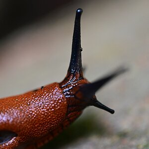 Nacktschnecke3.jpg