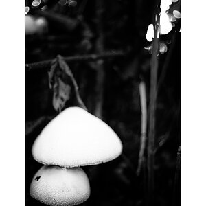 SeeDSC_1389.jpg
