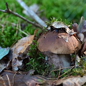 Steinpilz-Durchbruch.jpg