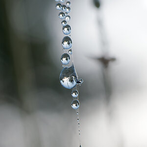 N9292463nikon.jpg