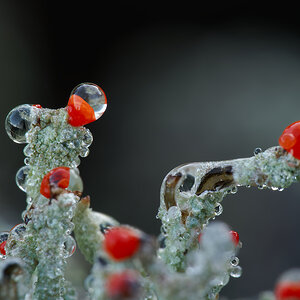 N9292443nikon.jpg