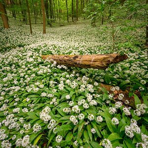 WaldBaerlauch_PZ68390_For2.jpg