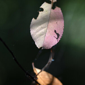 Dezente Herbstfarben 2.jpg