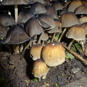 Pilze1.jpg