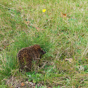 Igel Nachwuchs 2024 a.jpg