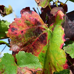 Weinblatt.jpg