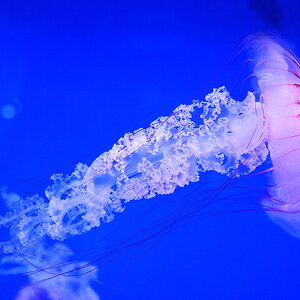 ZSE_5509_1_nff.JPG
