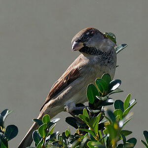 NA052666nikon.jpg