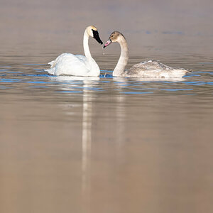 Swan Love.jpg