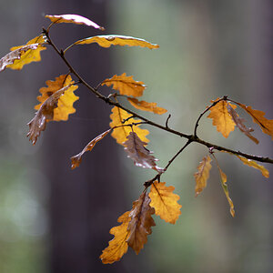 Herbsteiche.jpg