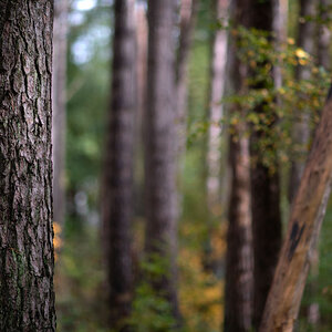Im Wald 1.jpg