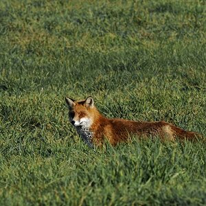 fuchs_01.jpg