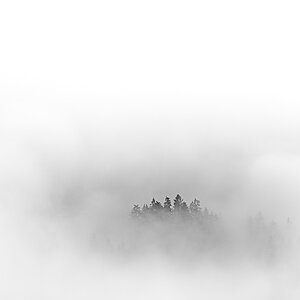 Bergwald im Nebel