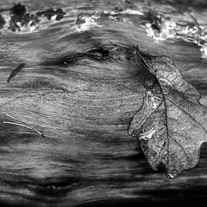 Blatt auf Holz BW.jpg