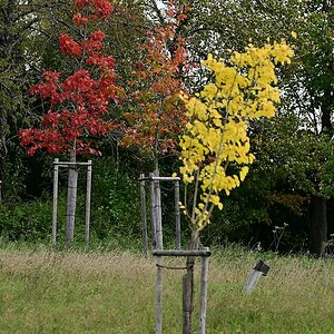 Herbst04.jpg