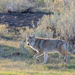 Coyote Backlight.jpg