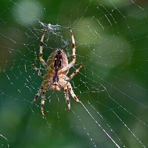 spinne_01.jpg