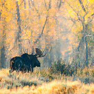 Moose Morning Light.jpg