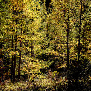 Herbswald.jpg