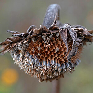 Sonnenblume 1-2.jpg