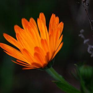 Glühende Tagetes 2.jpg