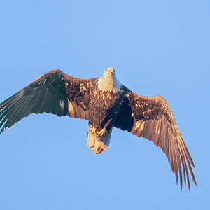 Bald Eagle BIF2.jpg