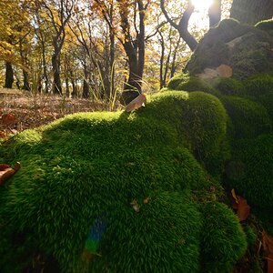 DSC_9655_00001n.jpg