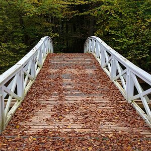 Herbstbrücke.jpg