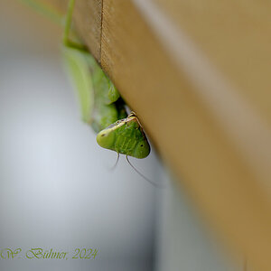 Gottesanbeterin_D500_DSC1748_10x15x150.jpg
