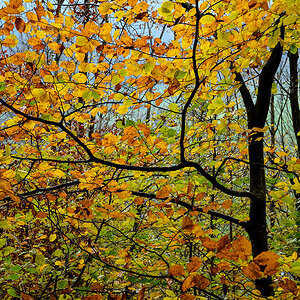 Herbst.jpg