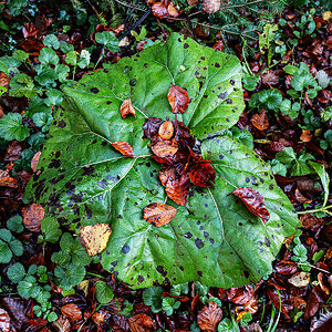 Herbst.jpg