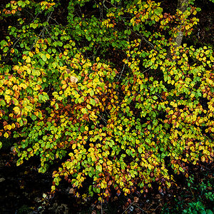 Herbst.jpg