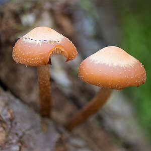 Pilze 7.jpg
