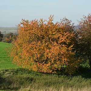 DSC_2649_00001n.jpg