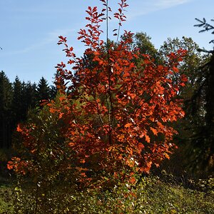 DSC_2676_00001n.jpg