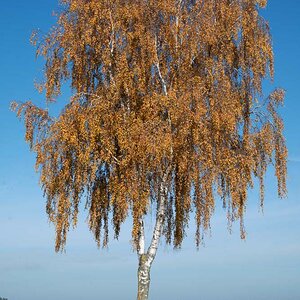 Herbstbirke.jpg