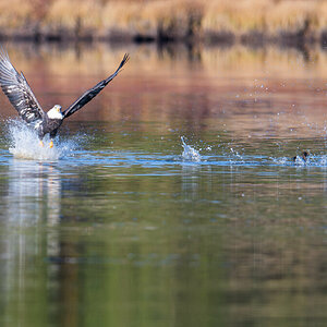 Bald_Eagle_Ducks-3.jpg
