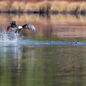 Bald_Eagle_Ducks-4.jpg